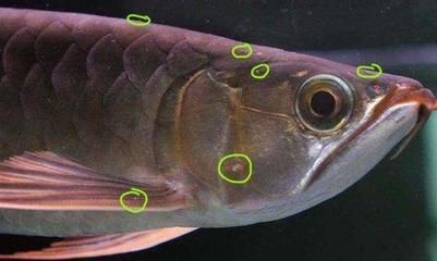 龍魚的寄生蟲病圖 龍魚百科