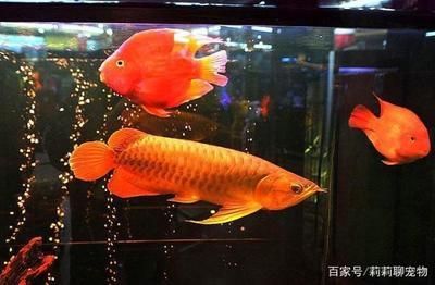 龍魚打斗怎么辦