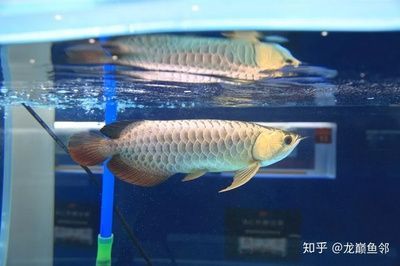 過背金龍魚挑選 龍魚百科