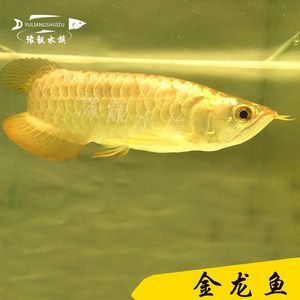 藍(lán)金龍魚多少錢一條 龍魚百科