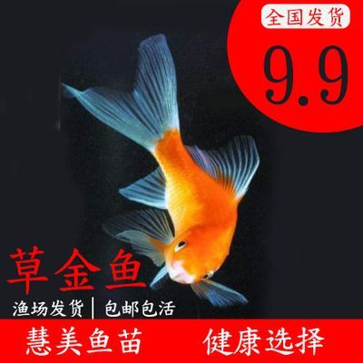 龍魚檔次高還是金魚檔次高