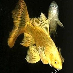 金龍魚(yú)與錦鯉魚(yú)混養(yǎng)有成功的嗎