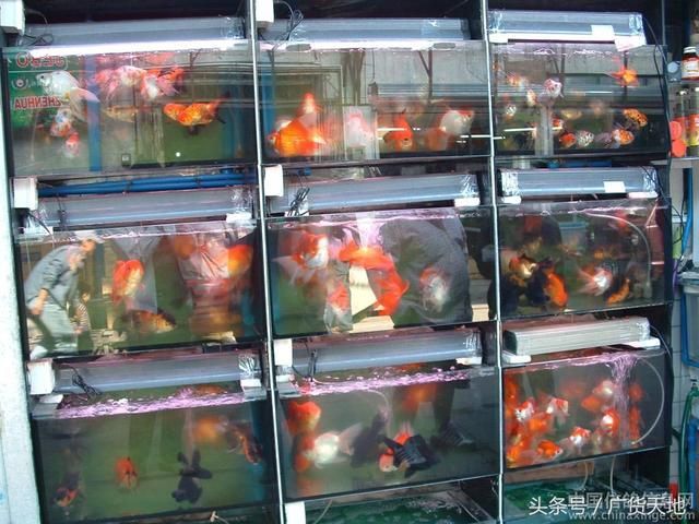 通化觀賞魚批發(fā)市場