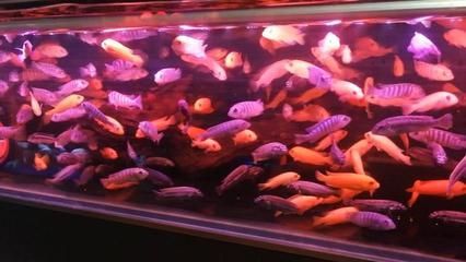 大慶觀賞魚批發(fā)市場 全國觀賞魚市場 第3張