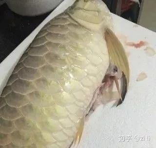 龍魚突然暴斃什么原因引起的 龍魚百科