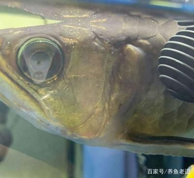 金龍魚眼睛上有一塊白點(diǎn)是什么 龍魚百科