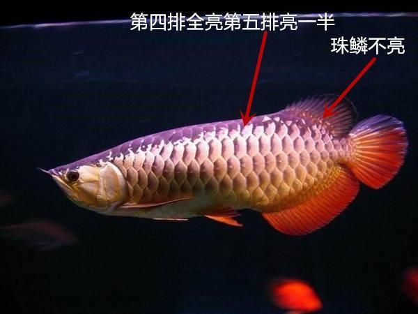 金龍魚珠鱗全亮 龍魚百科 第3張