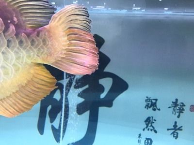 金龍魚魚眼有白物是什么情況引起的 龍魚百科 第1張