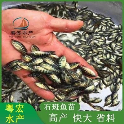 荊州觀賞魚(yú)批發(fā)市場(chǎng)