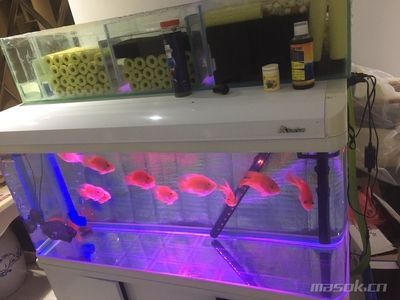 森森濾筒漏水 森森魚缸