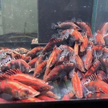 港務(wù)區(qū)觀賞魚批發(fā)市場 全國觀賞魚市場 第2張