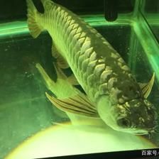 龍魚爬缸怎么辦小妙招 龍魚百科 第2張