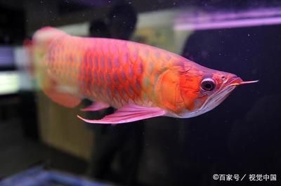 紅龍魚跟金龍魚的區(qū)別