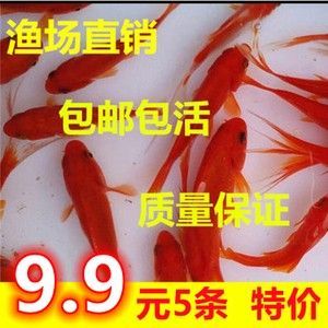 龍魚飼料魚分開養(yǎng)嗎怎么養(yǎng)的 龍魚百科