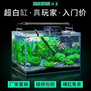 超白缸養(yǎng)龍魚好不好養(yǎng)呢 龍魚百科 第1張