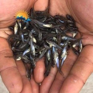 烏蘭察布觀賞魚批發(fā)市場 全國觀賞魚市場 第1張