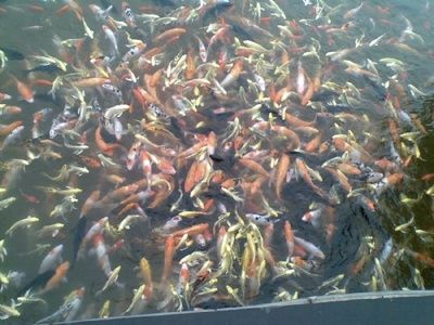 烏蘭察布觀賞魚批發(fā)市場 全國觀賞魚市場 第3張