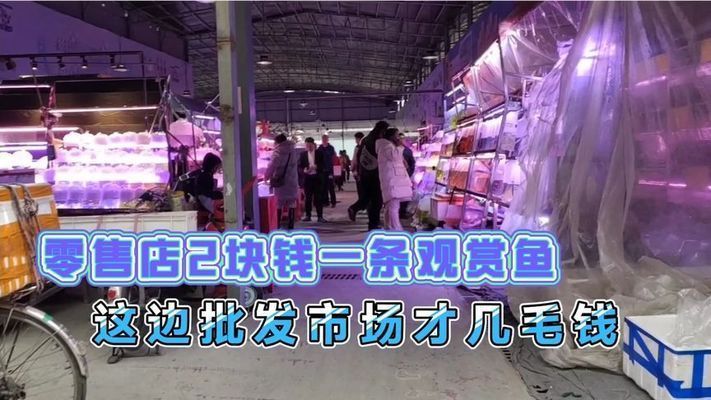 衢州觀賞魚批發(fā)市場 全國觀賞魚市場 第2張