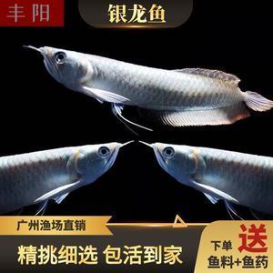 招財(cái)金龍魚的寓意是什么 龍魚百科 第2張