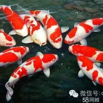 龍魚(yú)錦鯉哪個(gè)好養(yǎng) 龍魚(yú)百科