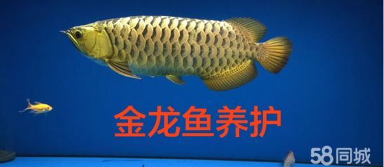 金龍魚(yú)怎么養(yǎng)顏色好看