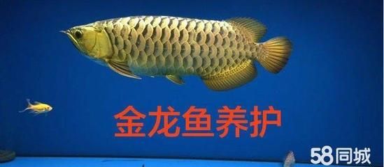 金龍魚(yú)怎么養(yǎng)顏色好看