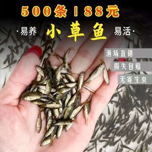 龍魚飼料魚 分開養(yǎng)好嗎怎么養(yǎng)的呢 龍魚百科 第1張