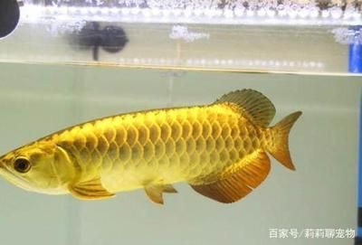 龍魚(yú)用什么底色