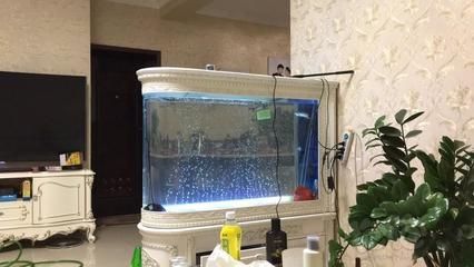 養(yǎng)龍魚可以用水妖精嗎