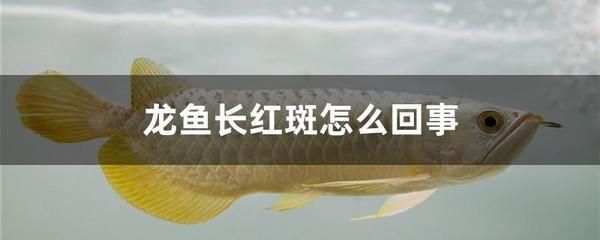 龍魚(yú)細(xì)菌感染用什么抗生素好使