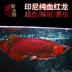 紅龍魚血統(tǒng)排行榜