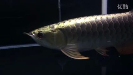 龍魚掉眼手術(shù)有什么用處嗎 龍魚百科 第3張