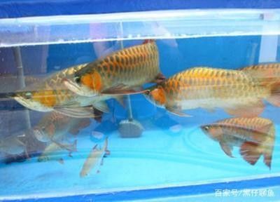 龍魚可以跟什么魚一起養(yǎng)