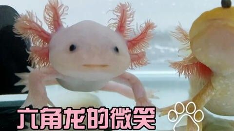 龍魚(yú)可不可以吃豬肉粒呢 龍魚(yú)百科