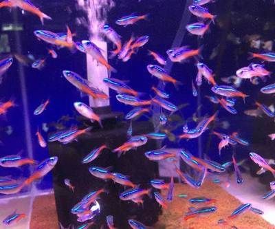 咸寧水族批發(fā)市場 全國觀賞魚市場 第3張