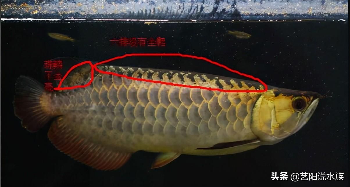 金龍魚比賽評判標(biāo)準(zhǔn)是什么 龍魚百科 第3張