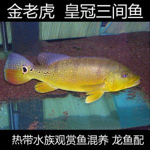 鯽魚和龍魚混養(yǎng)的后果怎么樣