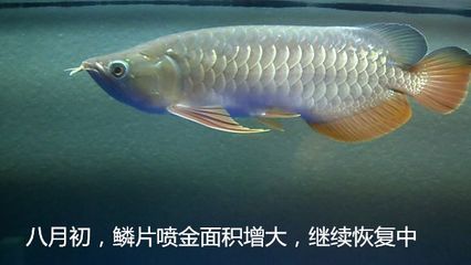 金龍魚反垢怎么處理 龍魚百科 第2張