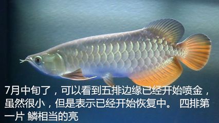 金龍魚反垢怎么處理