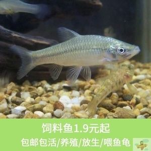 龍魚小魚苗有子彈頭嗎怎么養(yǎng) 龍魚百科