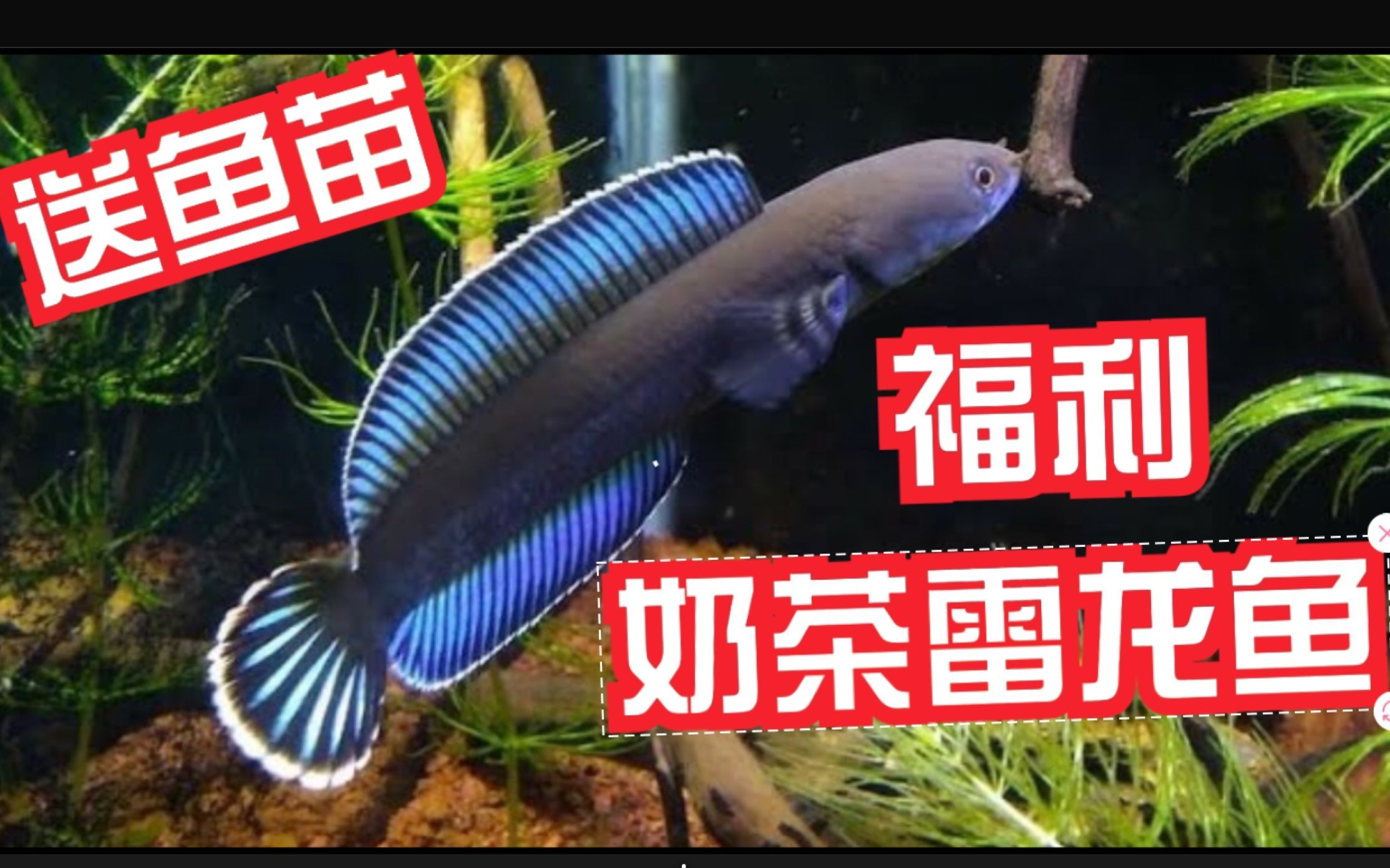 奶茶雷龍魚(yú)可以和什么魚(yú)混養(yǎng)