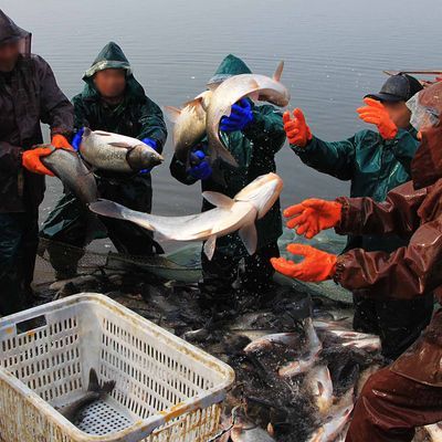 鄂州水族批發(fā)市場