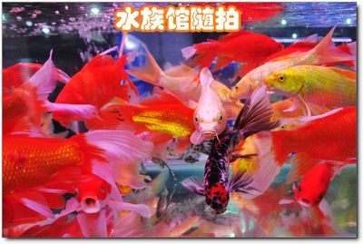 安陽水族批發(fā)市場(chǎng)