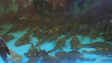 齊齊哈爾觀賞魚批發(fā)市場 全國觀賞魚市場 第2張