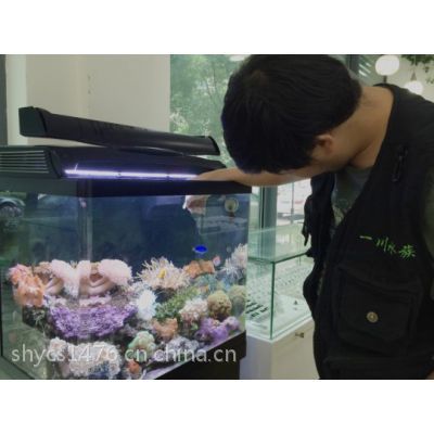 上海水族批發(fā)市場 全國觀賞魚市場 第1張