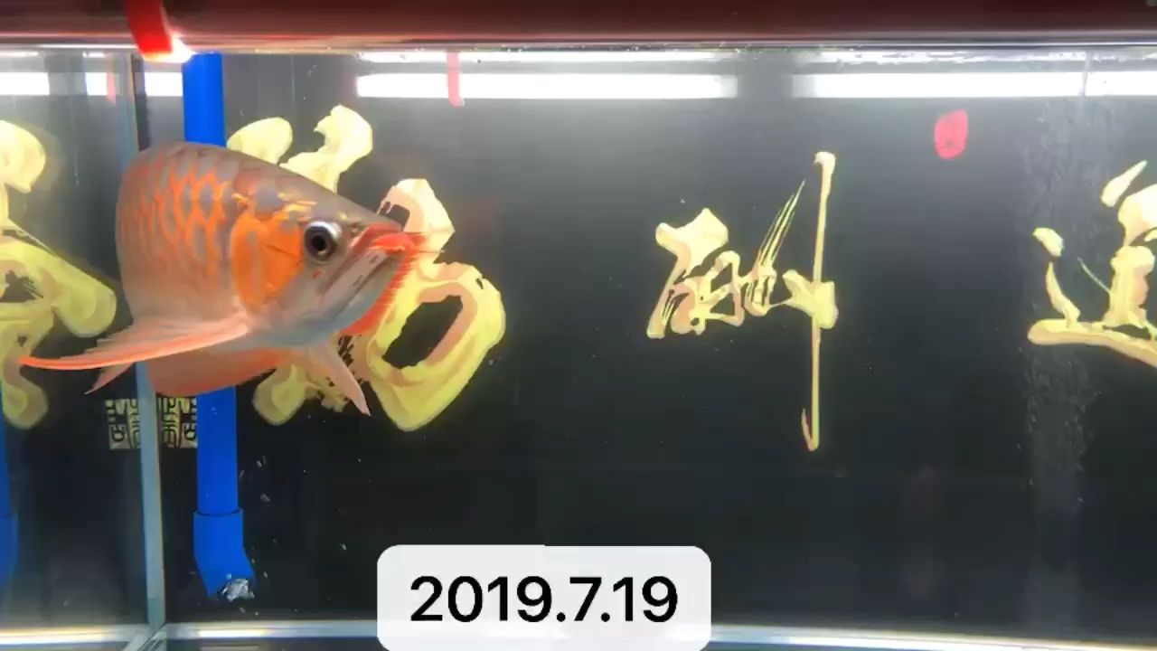 發(fā)力中[ciya] 觀賞魚(yú)論壇