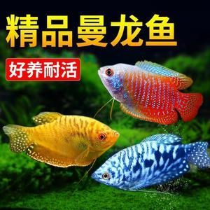 龍魚怎么選擇品相好的魚苗