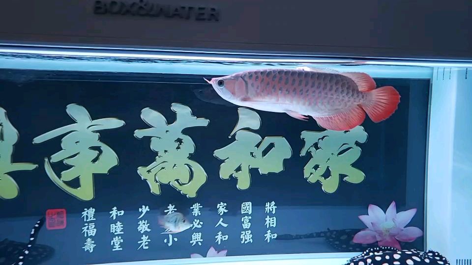 沖沖浪，小魚長了不少。 觀賞魚論壇