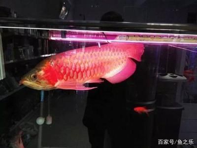 龍魚最佳濾材是什么 龍魚百科 第2張