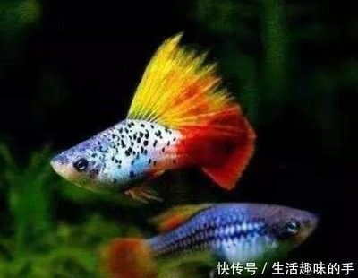 龍魚如何挑選好的品種